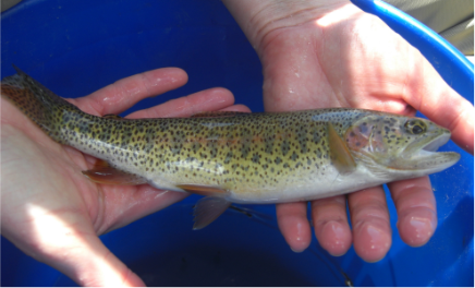 A rainbow trout caught during electrofishing.
